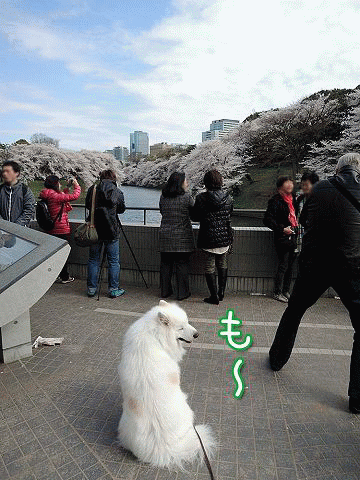 桜の名所を行く白い犬_c0062832_591766.gif