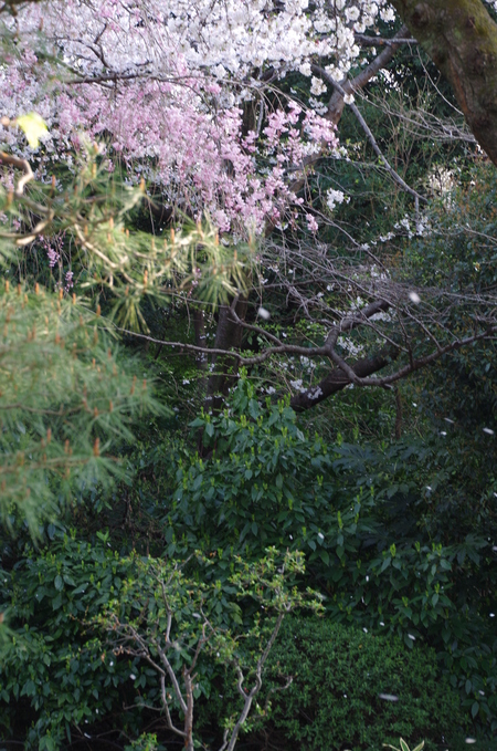 桜２_d0129932_20352093.jpg