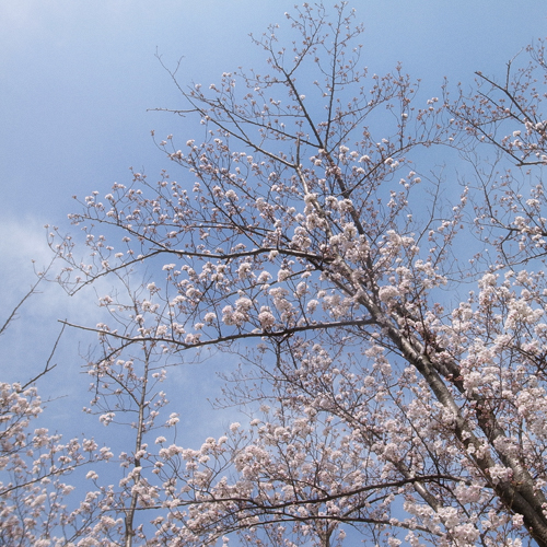 桜並木を通って_e0131432_15141431.jpg