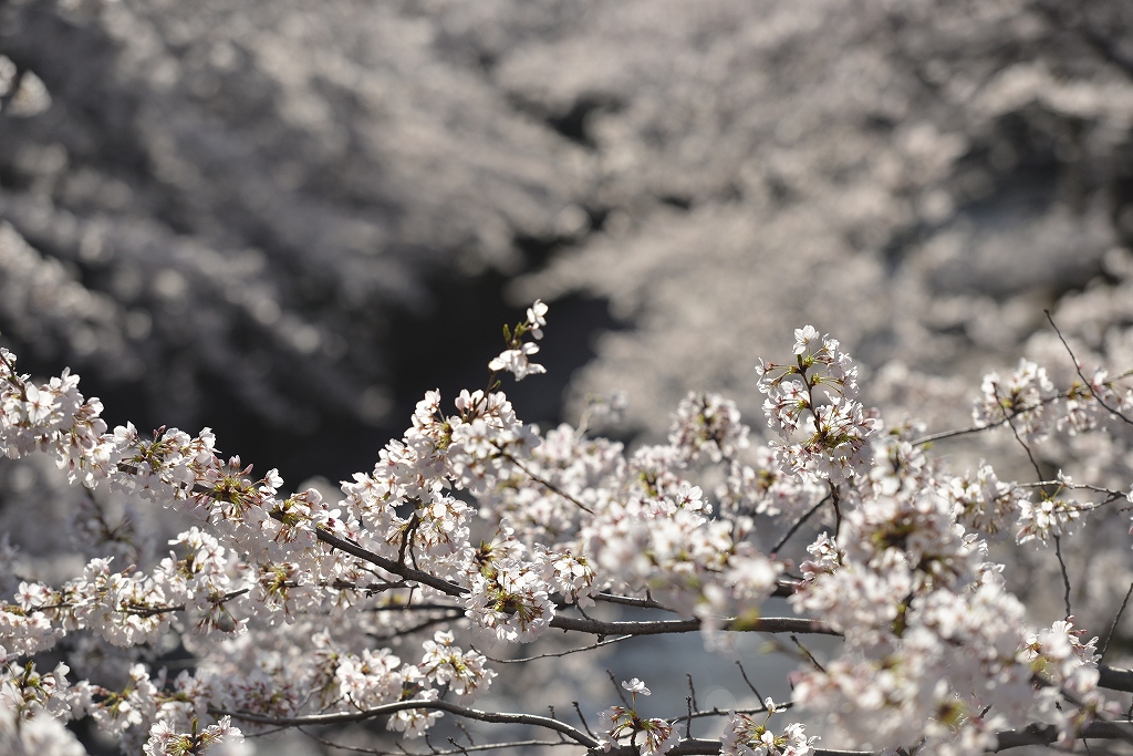 板橋　桜　_f0050534_7352095.jpg