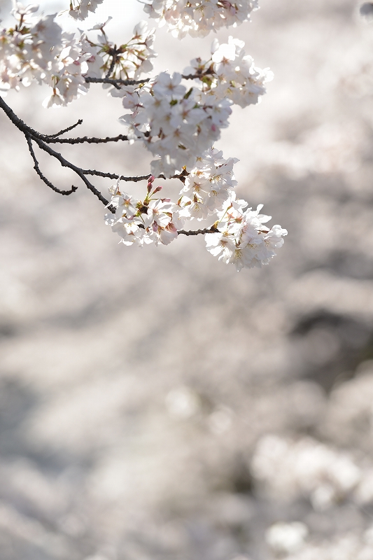 板橋　桜　_f0050534_7361187.jpg