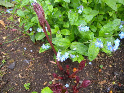 雨上がりの後に咲いた花！_e0272335_2114159.jpg