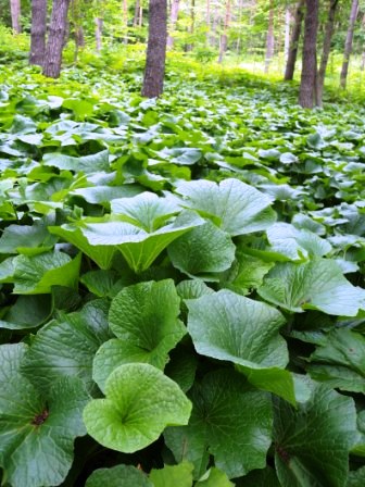 新ワサビ工場完成記念 岩泉町のワサビを知ろう_b0206037_112236.jpg