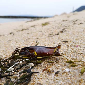 トラザメは卵だけ Beachcomber S Logbook