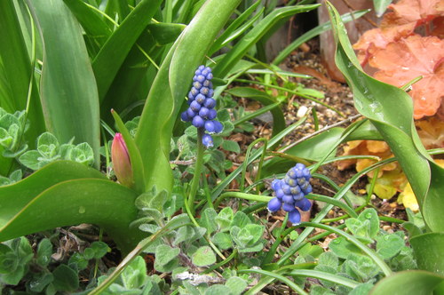庭の様子･･･ブルーの小花_b0178339_2311236.jpg