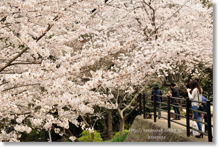 　　西公園の桜_a0145741_214633100.jpg