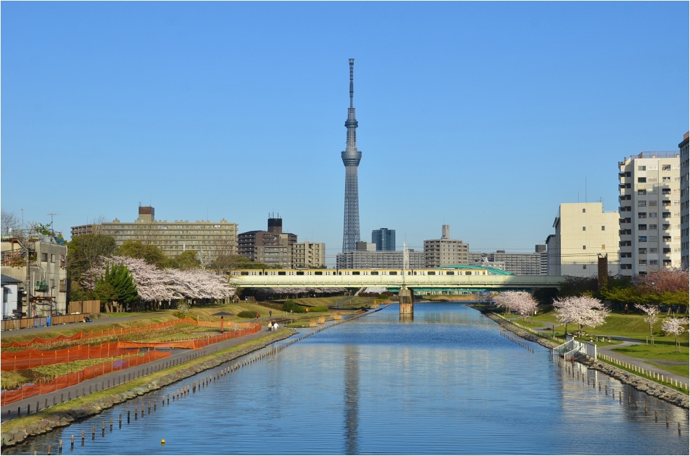 さくら　　東京スカイツリー　浅草　隅田川_c0095342_15512525.jpg