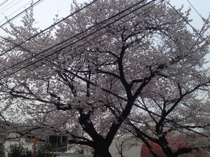 目黒川の桜♪_a0051443_2194350.jpg