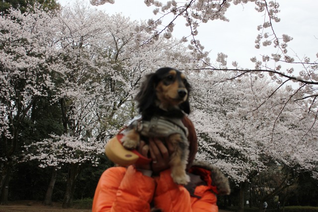お花見わんわん遠足_e0195743_503346.jpg