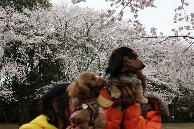 お花見わんわん遠足_e0195743_504551.jpg