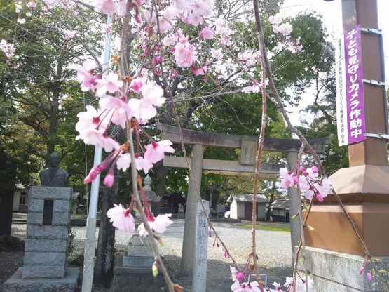 サクラ咲く~_b0208246_1542815.jpg
