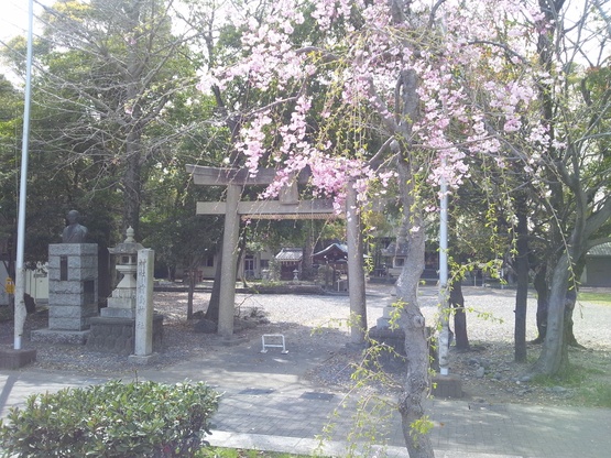 サクラ咲く~_b0208246_1546151.jpg