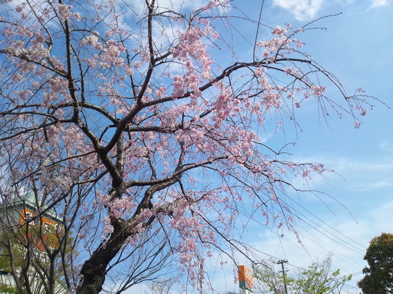 サクラ咲く~_b0208246_15532182.jpg