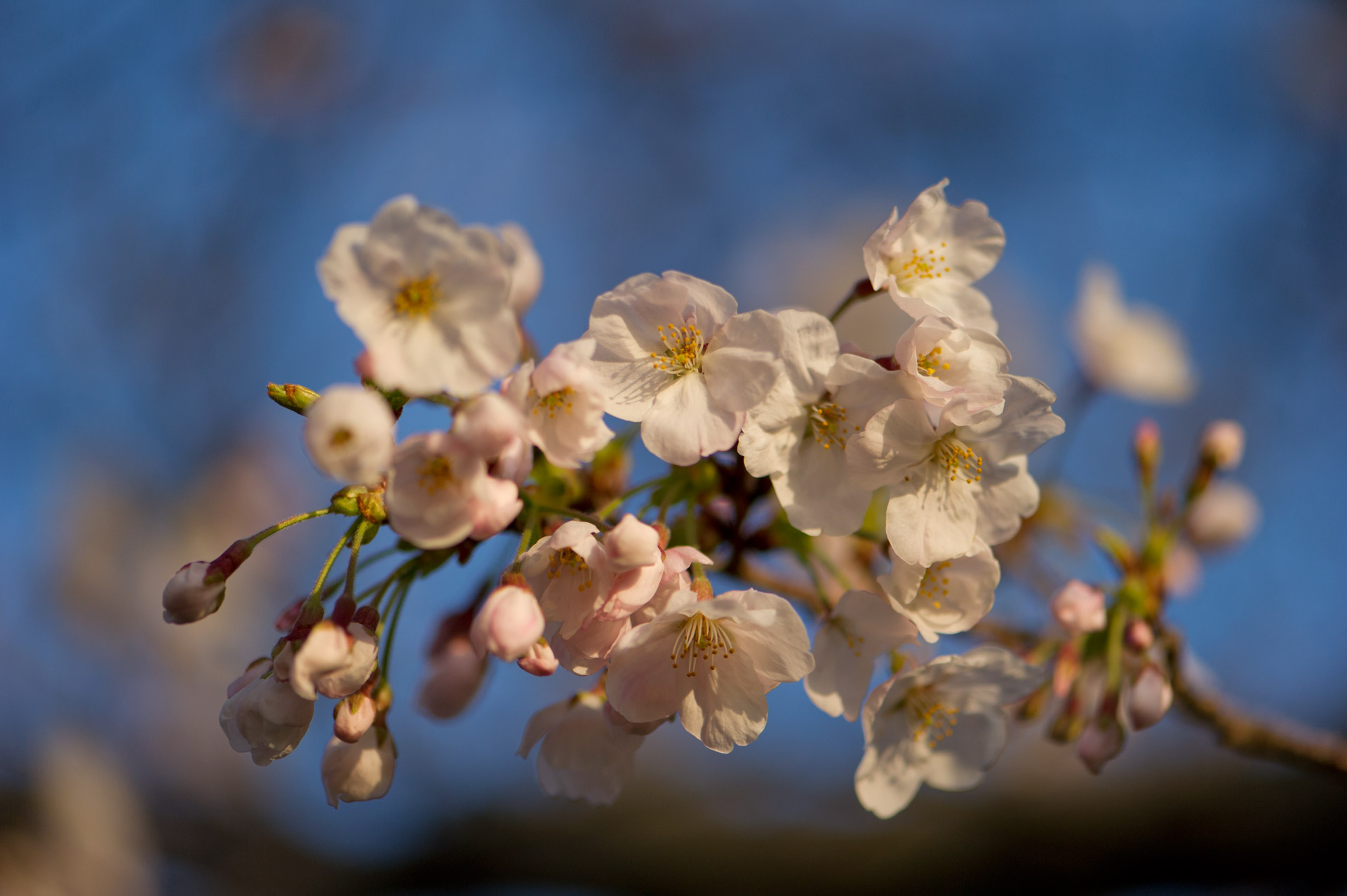 ★桜　sakura　さくら　２_b0023047_2505367.jpg