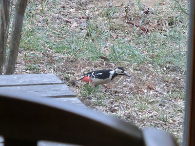 君はツグミか?!_f0019247_2245554.jpg