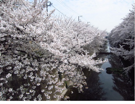 桜メール♪…_a0122148_14494639.jpg