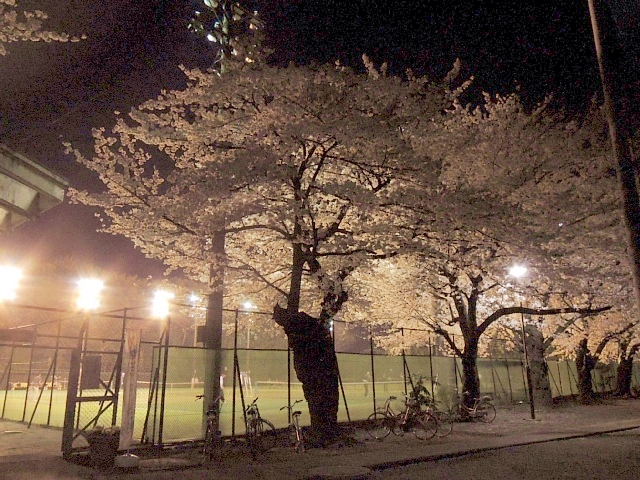 東京　夜桜_b0122448_22593394.jpg