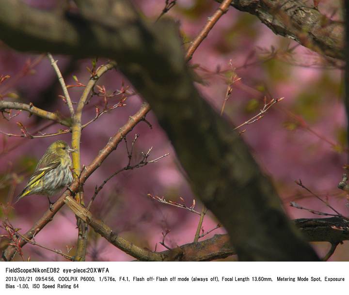 2013.3.21 見沼自然公園_c0062451_1514576.jpg