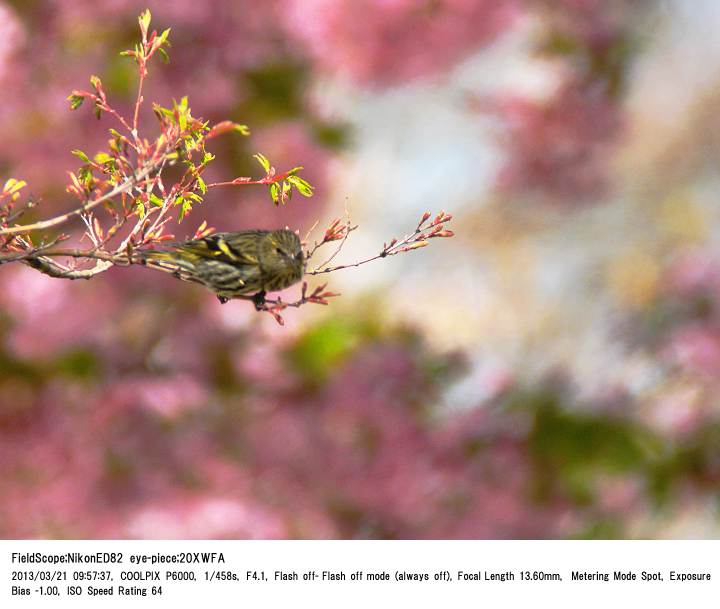 2013.3.21 見沼自然公園_c0062451_1531660.jpg