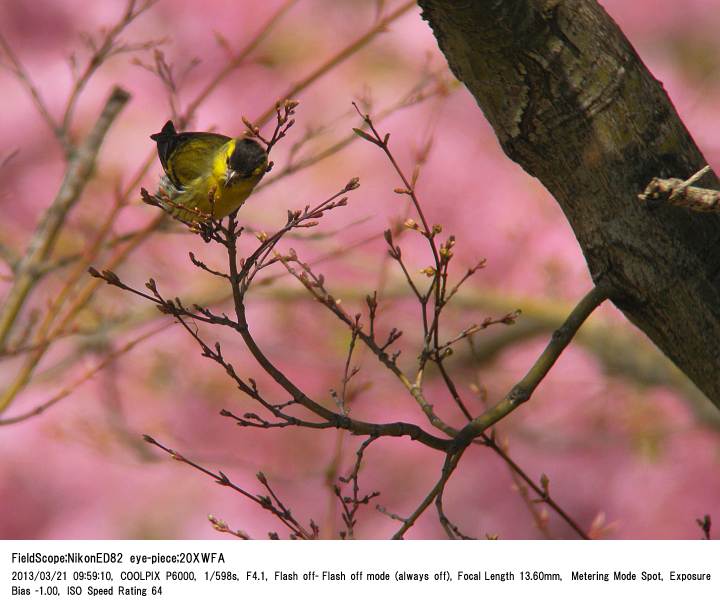 2013.3.21 見沼自然公園_c0062451_1535494.jpg