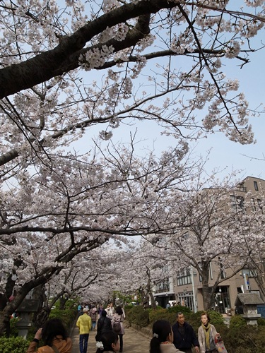 近所の桜（2013）_a0100152_1143050.jpg