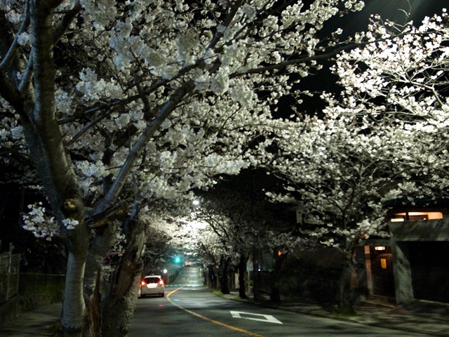 近所の桜（2013）_a0100152_1171721.jpg