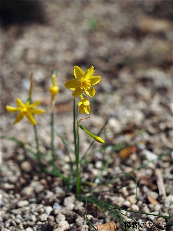 早春の花の文化園（後編）_f0140054_11413450.jpg