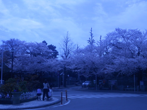 桜のころ_f0192155_14351956.jpg