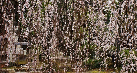 千本釈迦堂の阿亀桜（おかめざくら）満開！　_b0063958_2210415.jpg