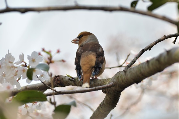 花は残ってました_c0205858_17134619.jpg