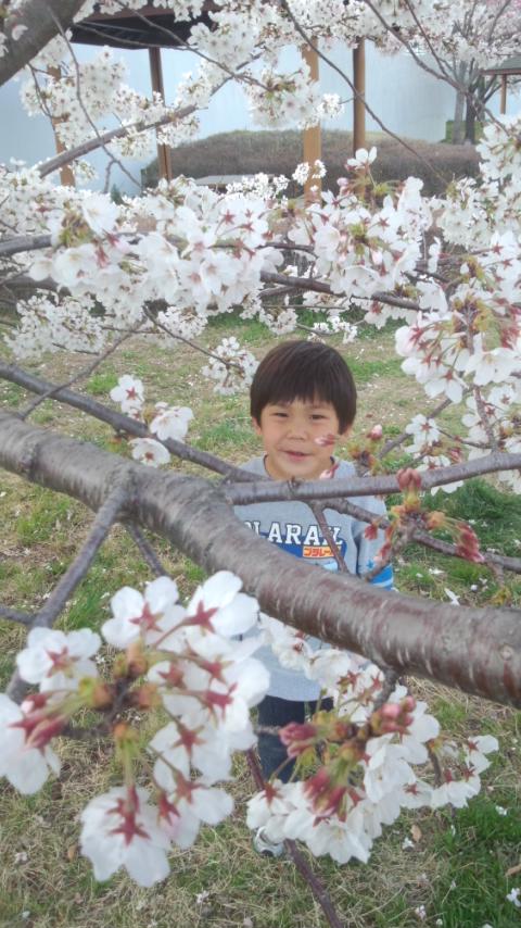 満開！ 桜と富士山。富士川ＳＡ_f0082659_17251450.jpg