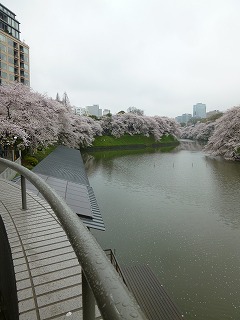 SAKURA その2 赤レンガと♪_a0165160_1850940.jpg