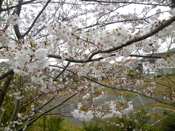 ’13,3,28(木)桜が咲いたYO!_f0060461_11414071.jpg