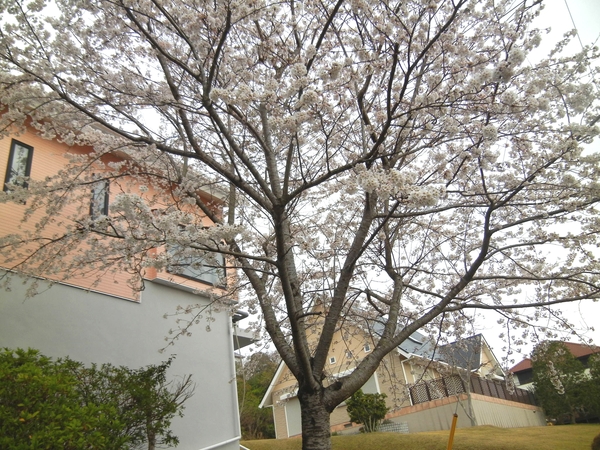 ’13,3,28(木)桜が咲いたYO!_f0060461_114545100.jpg