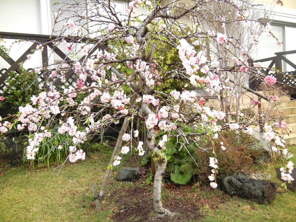 ’１３，３，２８（木）桜が咲いたＹＯ！_f0060461_11465629.jpg