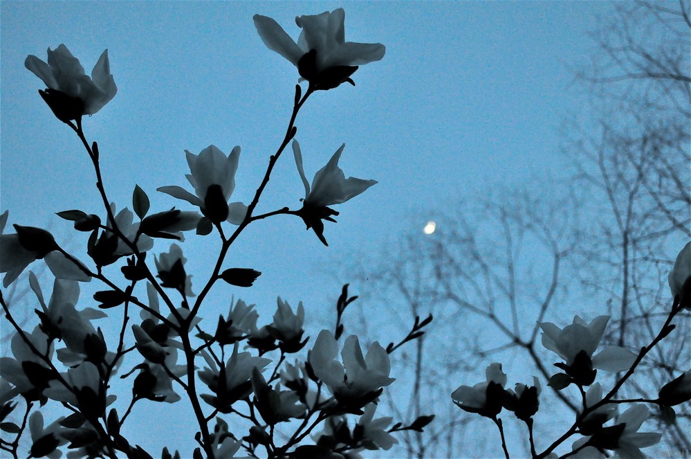 白・木蓮 青に染む -2013.3.19 長居公園。_e0125762_23593740.jpg