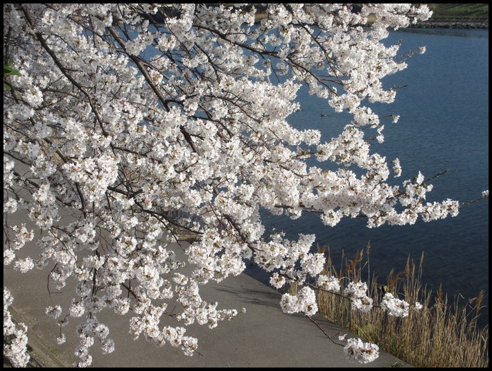 今日の指月公園の桜と、河川公園の桜へ・・・_f0113862_18455175.jpg