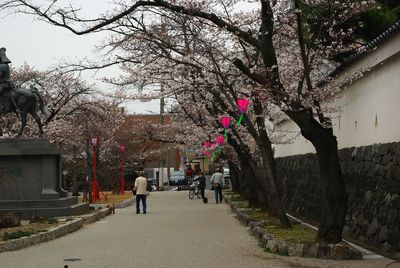 大垣城周辺の桜_f0106664_727767.jpg