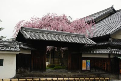 大垣城周辺の桜_f0106664_7281397.jpg