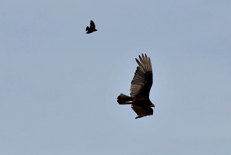 Crow chasing Turkey vulture_a0126969_5355435.jpg