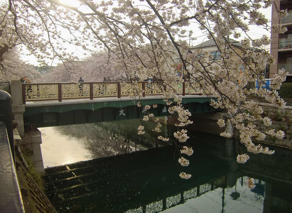 大岡川の桜。。。神奈川県横浜市_f0184669_14295592.jpg