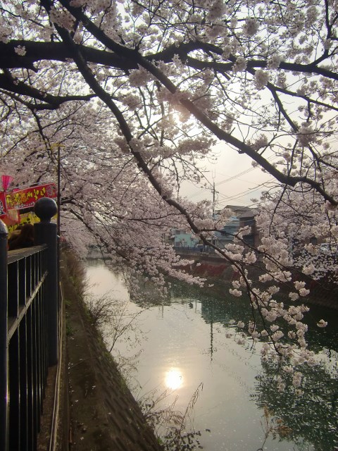 大岡川の桜。。。神奈川県横浜市_f0184669_1429989.jpg