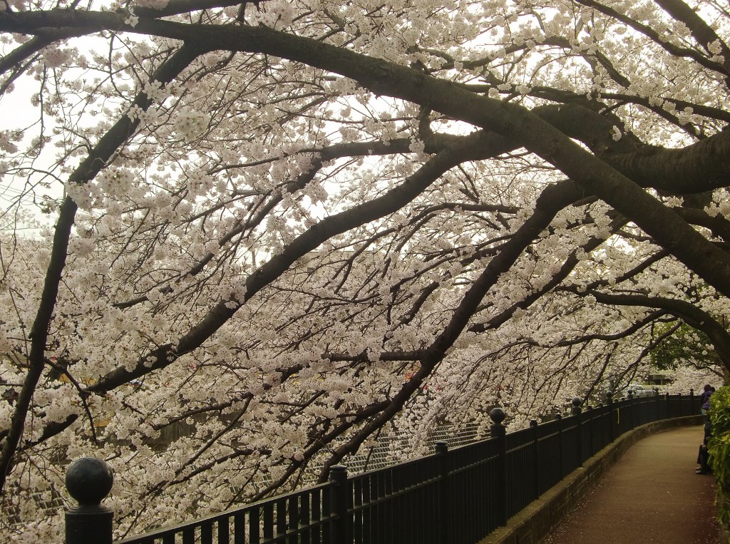 大岡川の桜。。。神奈川県横浜市_f0184669_14371212.jpg