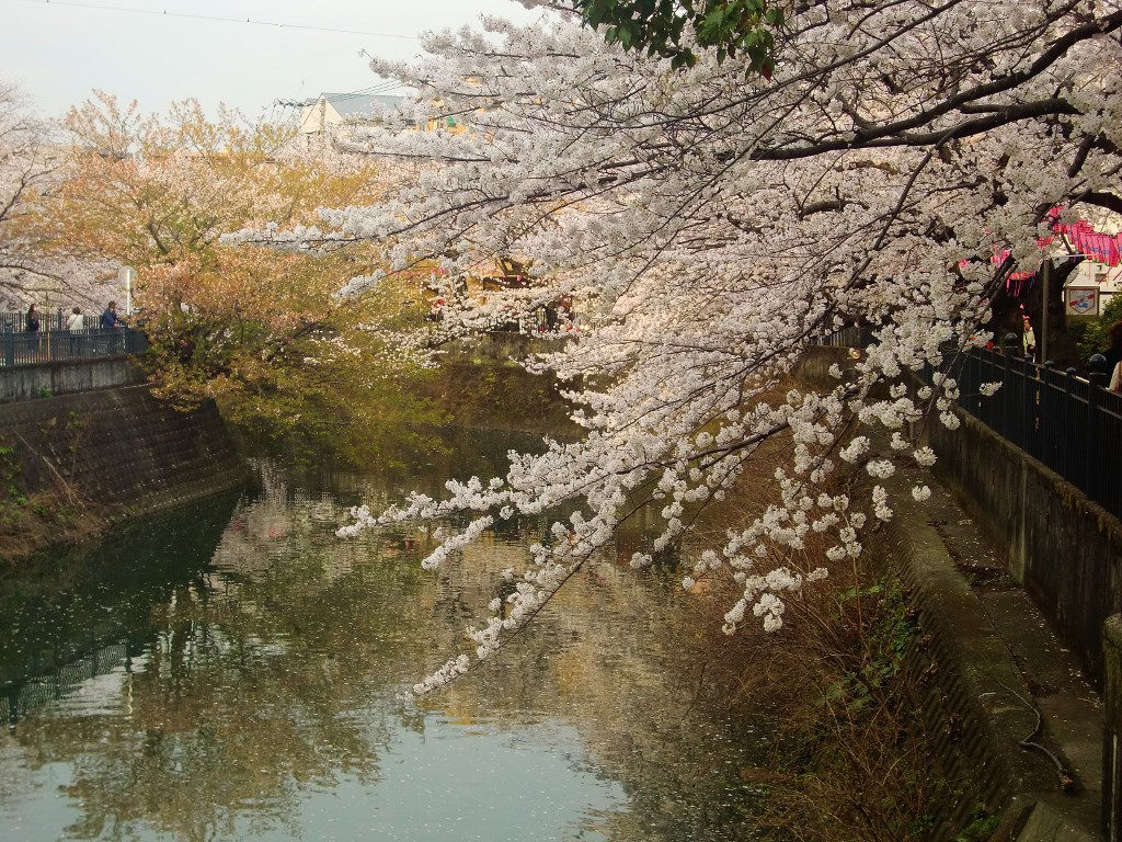 大岡川の桜。。。神奈川県横浜市_f0184669_14444733.jpg