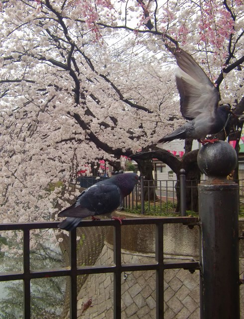 大岡川の桜。。。神奈川県横浜市_f0184669_14474978.jpg