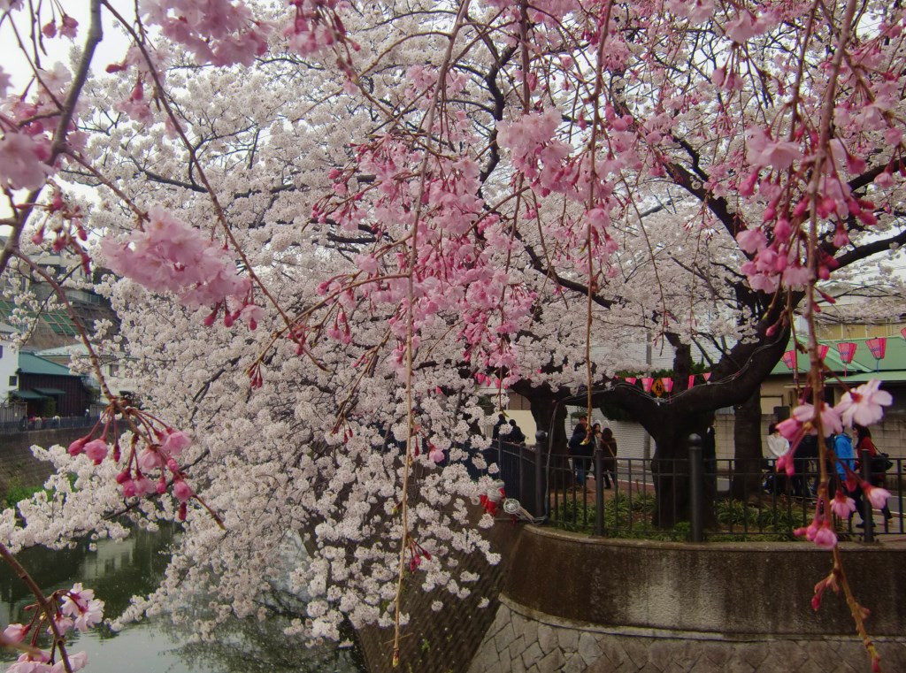 大岡川の桜。。。神奈川県横浜市_f0184669_14491916.jpg