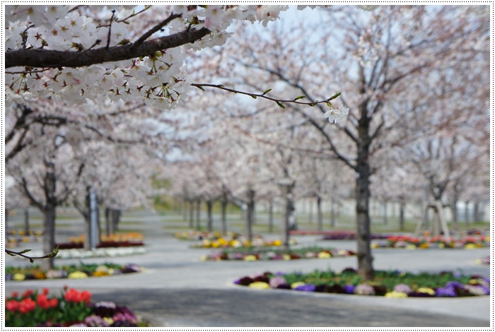 さくら広場と京成の桜_b0192470_20341462.jpg