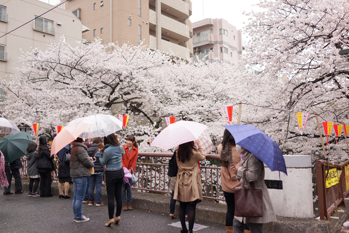 2013さくら紀行 目黒川_f0227973_7171083.jpg