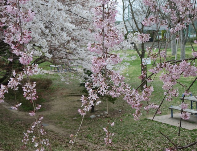 木曽三川公園の桜_e0233674_2071870.jpg