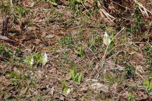 水芭蕉も開花が始まる_c0022275_1950117.jpg